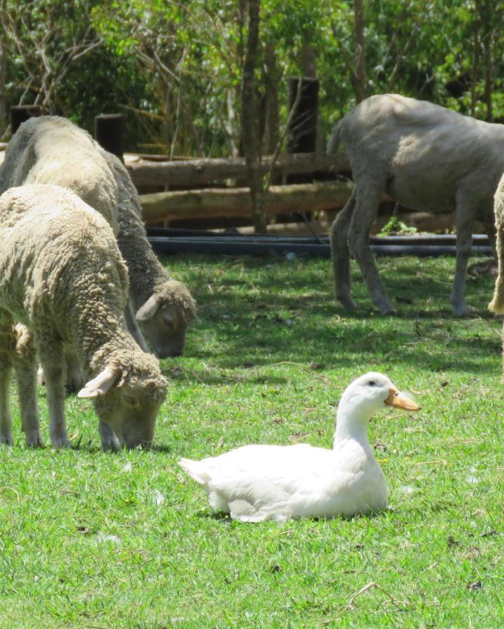 Misty View Farm Stay Layitemeni Bagian luar foto